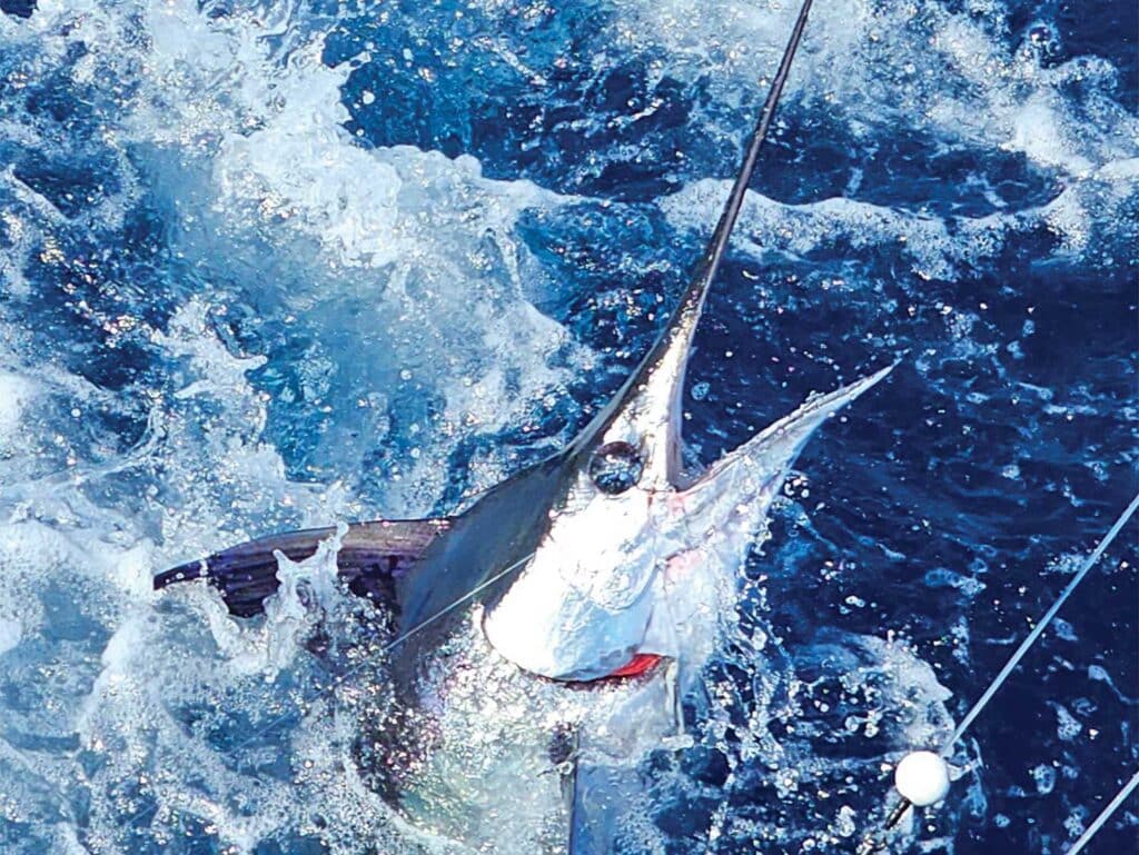 A marlin breaching the ocean's surface.