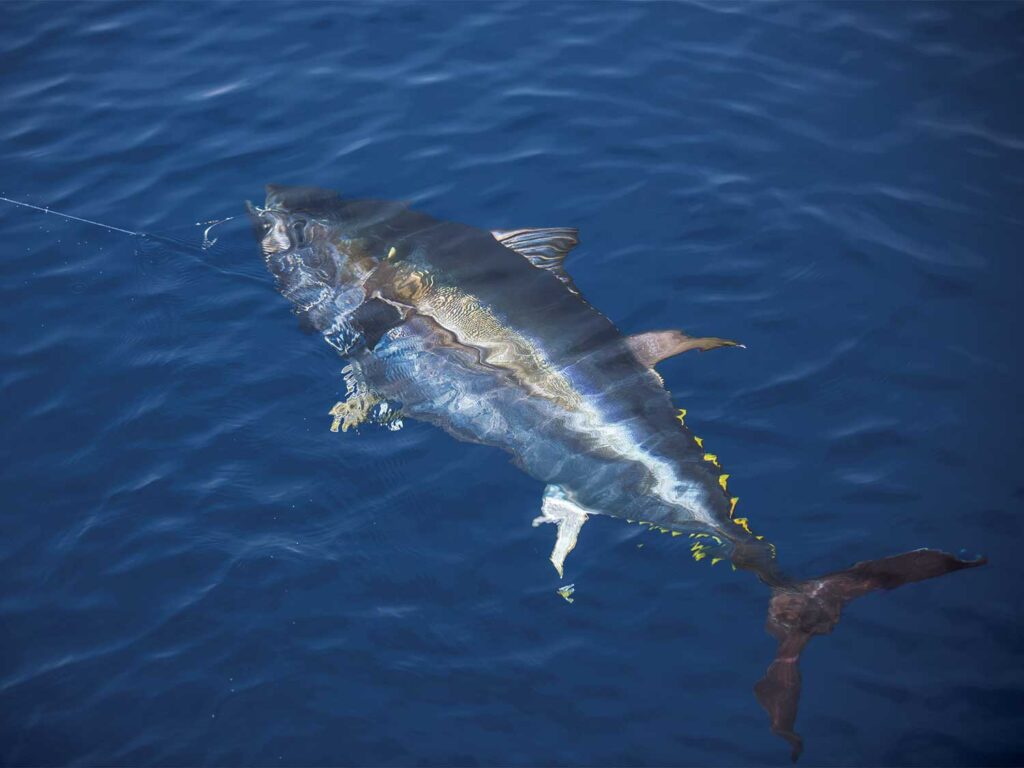 A Pacific Bluefin Tuna pulled boatside.