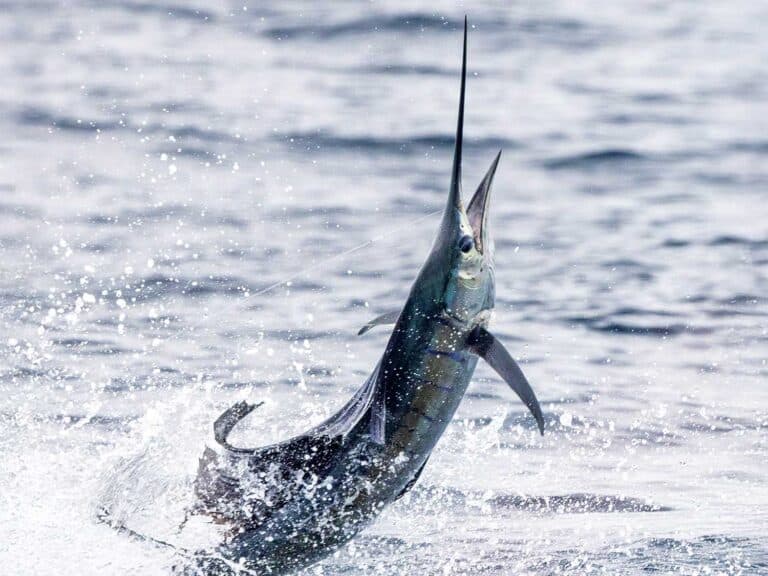 A sailfish mid-breach out of the ocean.