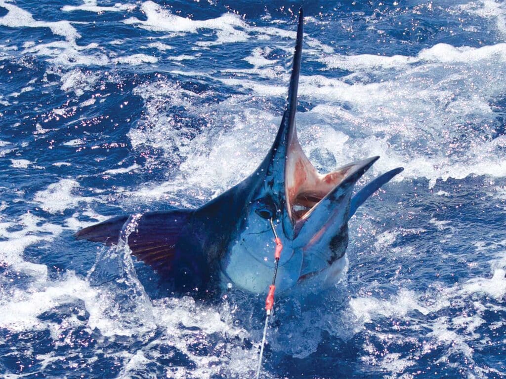 A large marlin breaching the surface of the ocean.