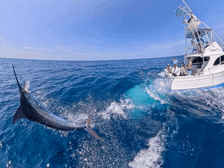 Drone camera footage of anglers reeling a large marlin boatside.