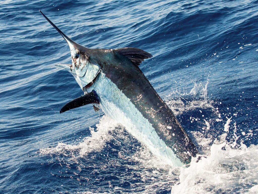 A large marlin mid-breach out of the ocean.
