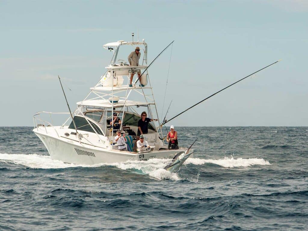 Anglers fish from the cockpit of a sport-fishing boat.