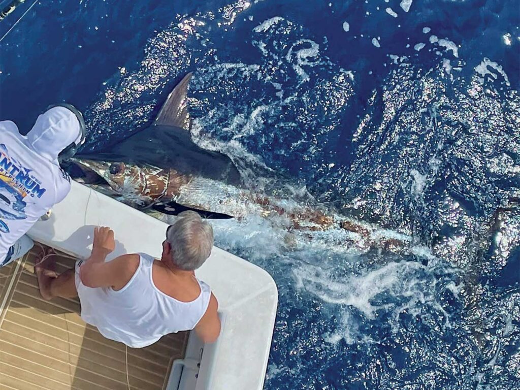 A team of anglers pull a large marlin boatside.