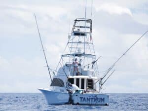 Team Tantrum pull a large marlin boatside during the Hawaii Marlin Tournament Series