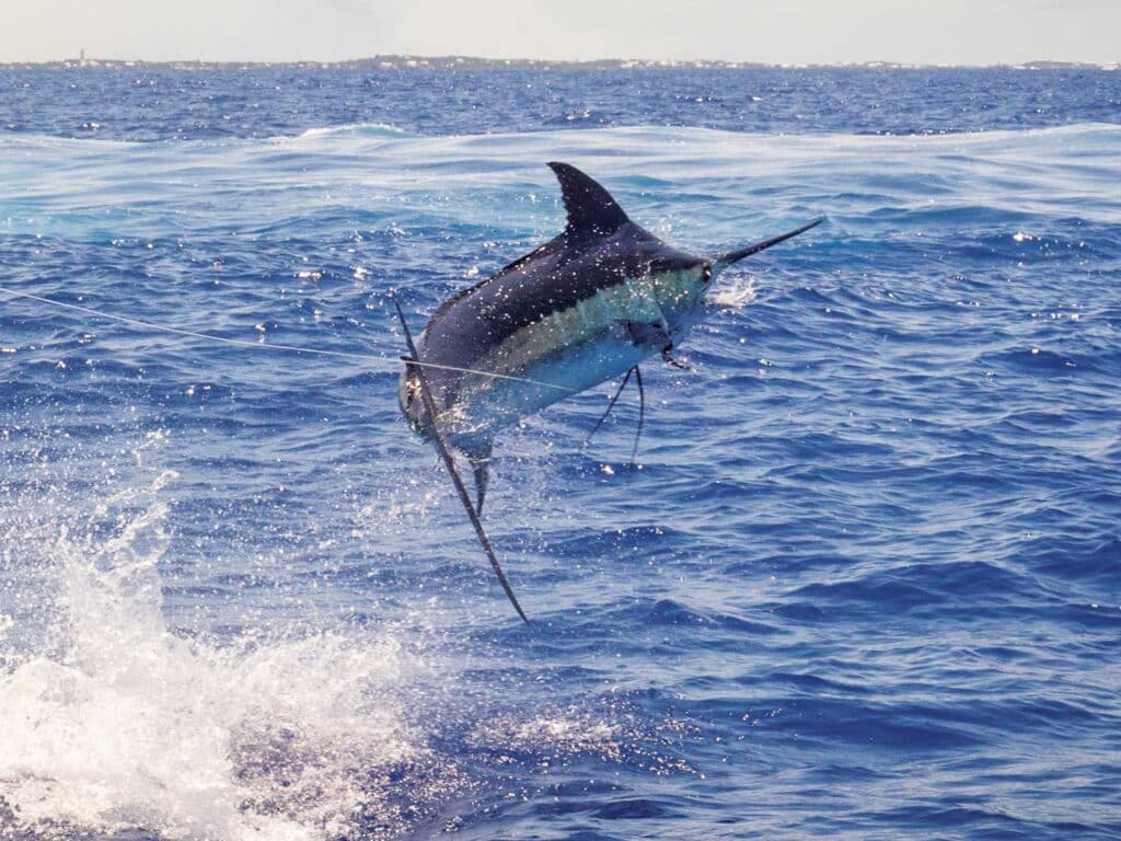A marlin jumping out of the water in the Bahamas
