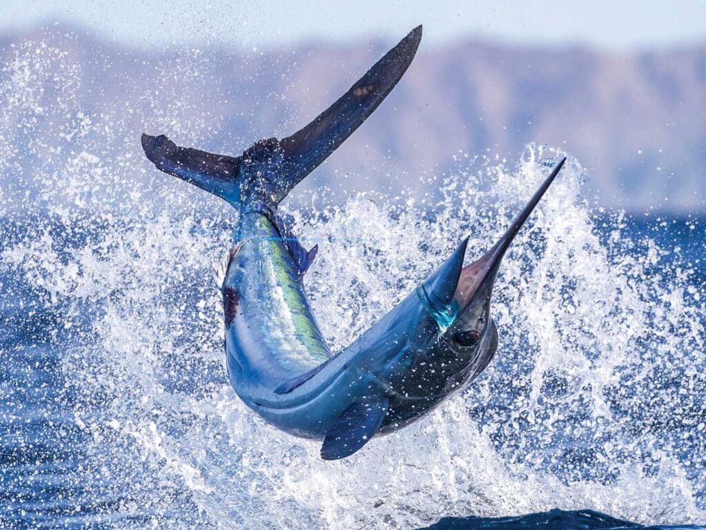 A marlin mid-jump out of the ocean.
