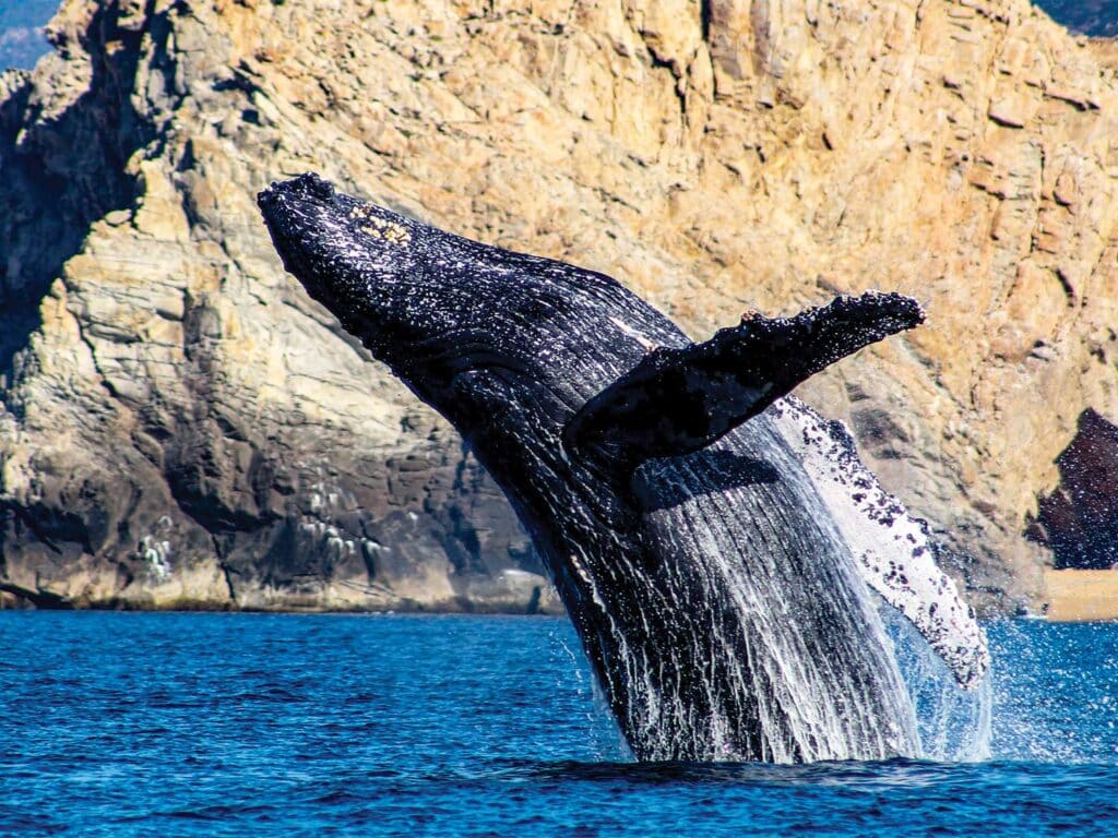 A whale midjump out of the water.