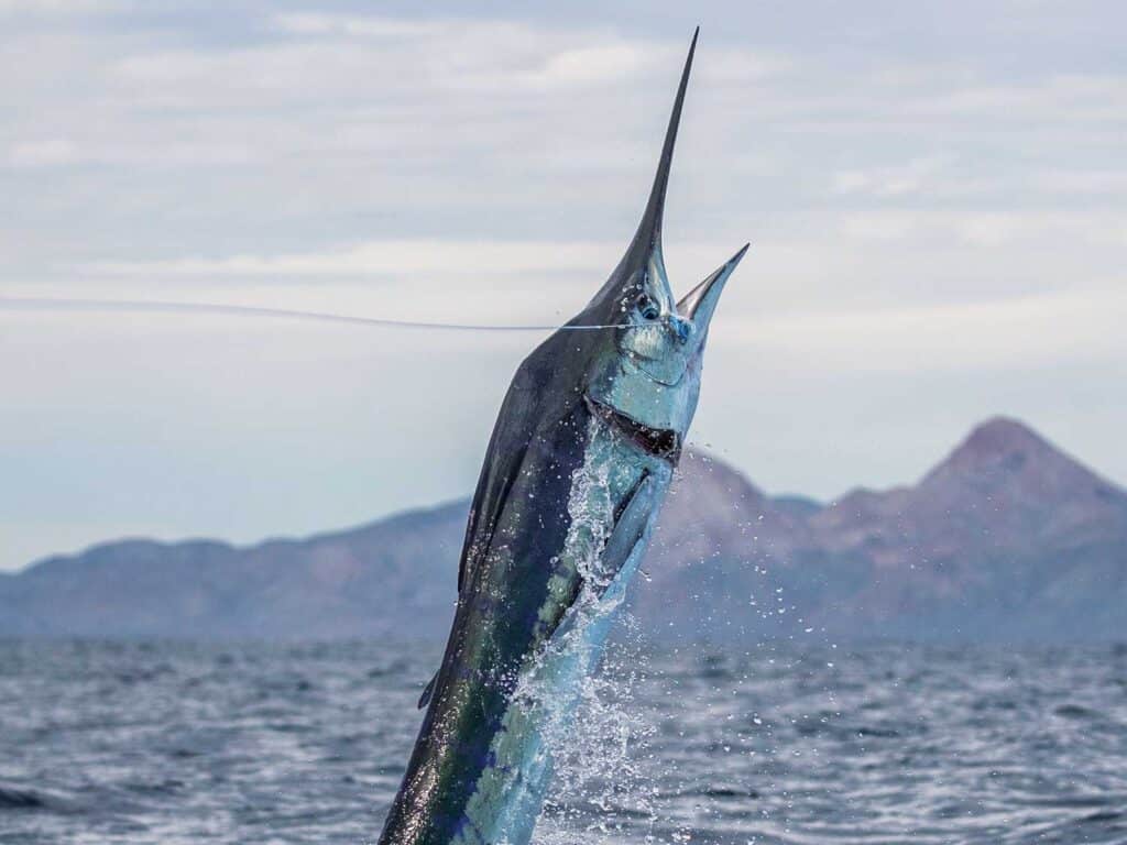A striped marlin mid-jump out of the water.