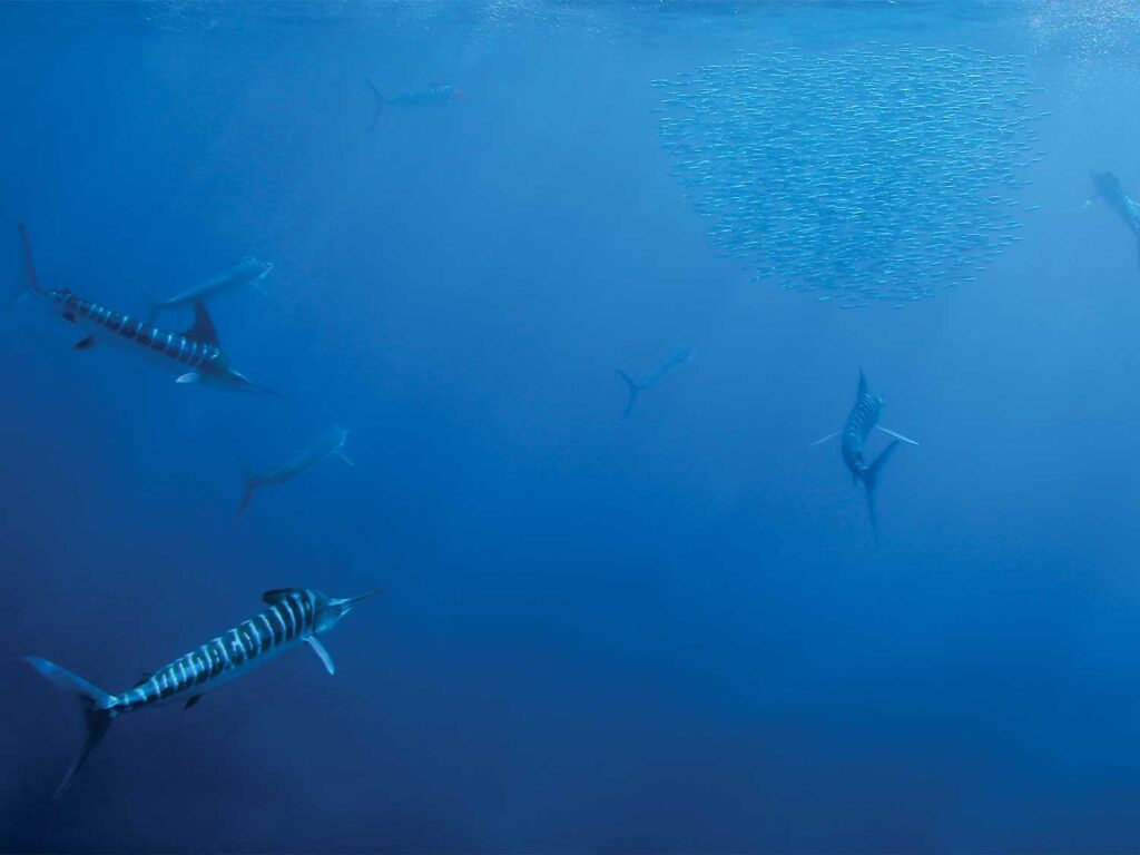 A school of fish underwater.