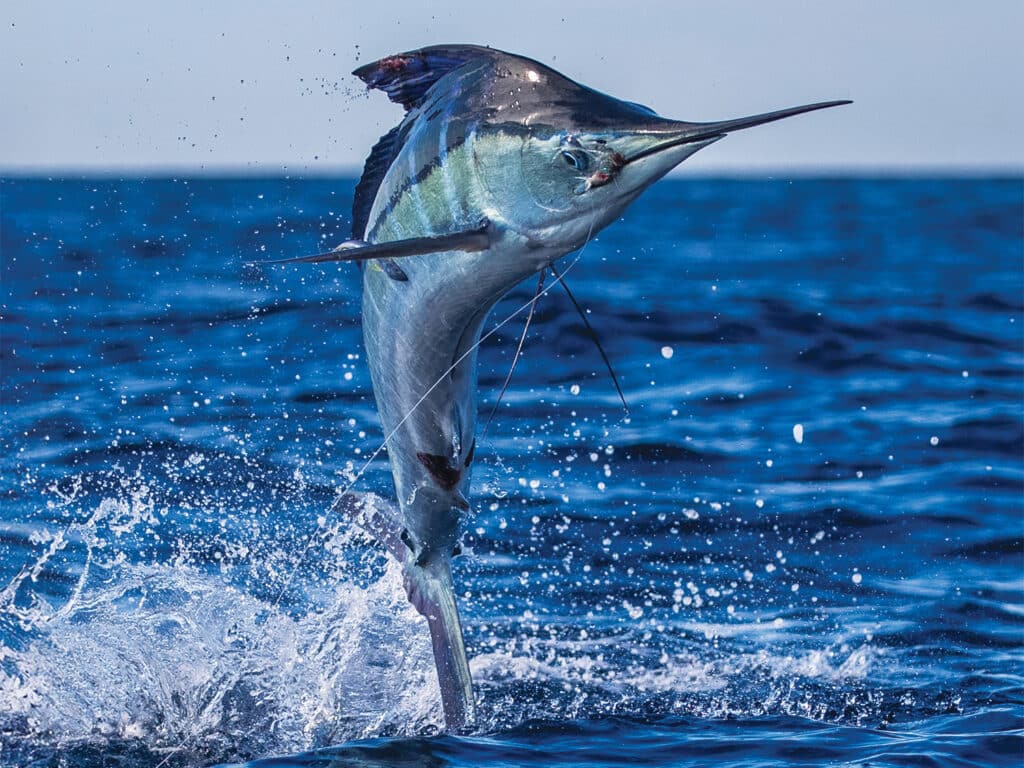 A striped marlin mid-jump out the water at Bisbee's Black & Blue