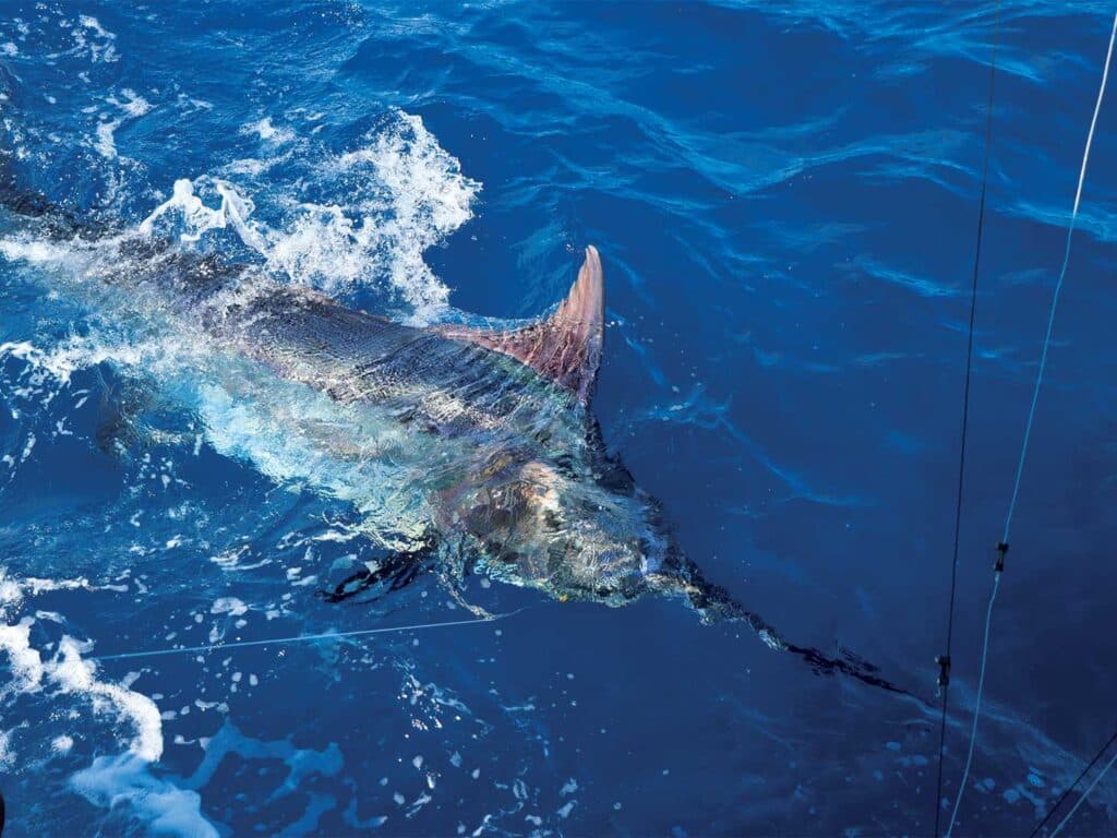 A marlin underwater in Bahia Brazil