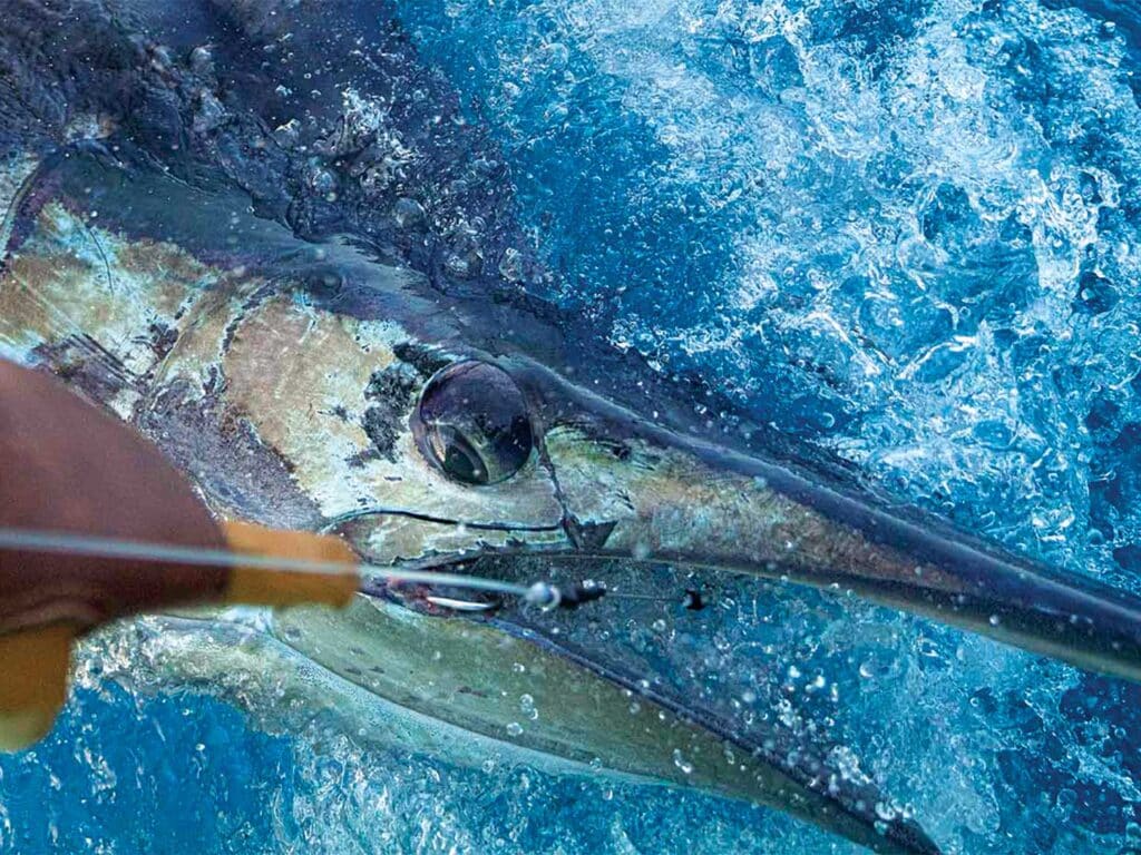 Close up of a Cape Verde marlin pulled boatside.