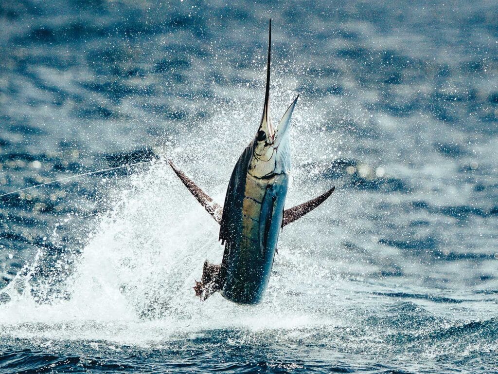 A marlin mid-jump out of the water