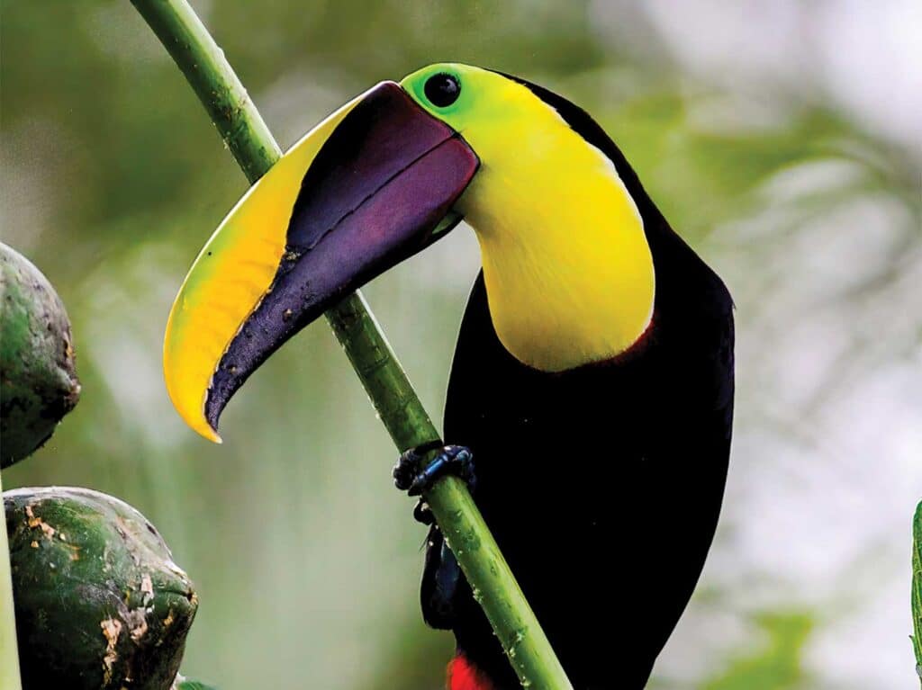 Colorful toucan perched on branch