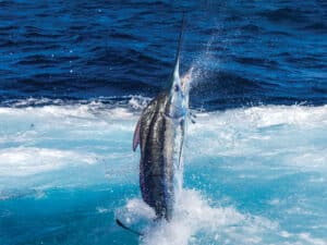 A blue marlin in the Dominican Republic