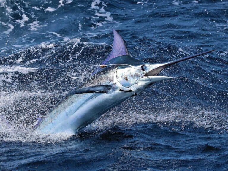 A marlin mid-jump out of the ocean.
