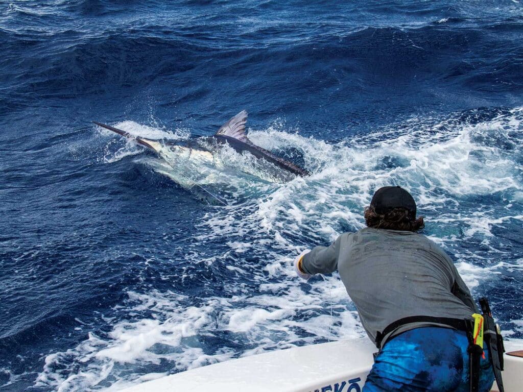 Crew pulling a marlin boatside.
