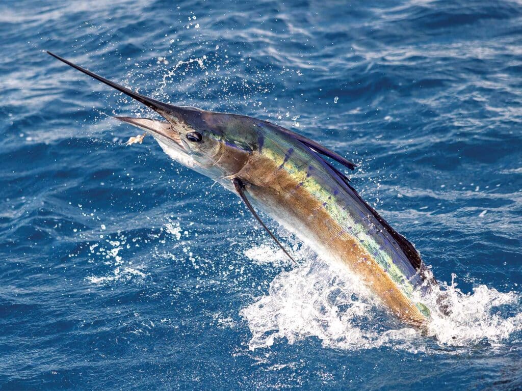 Isla Mujeres, Mexico