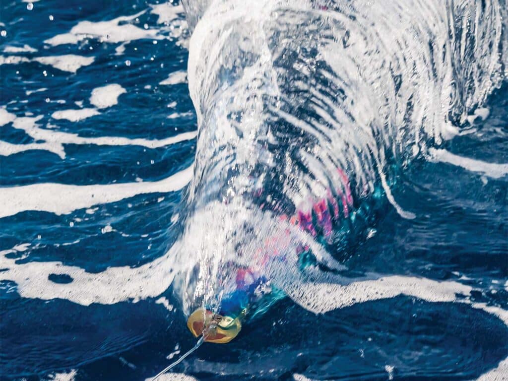 A lure in the water.