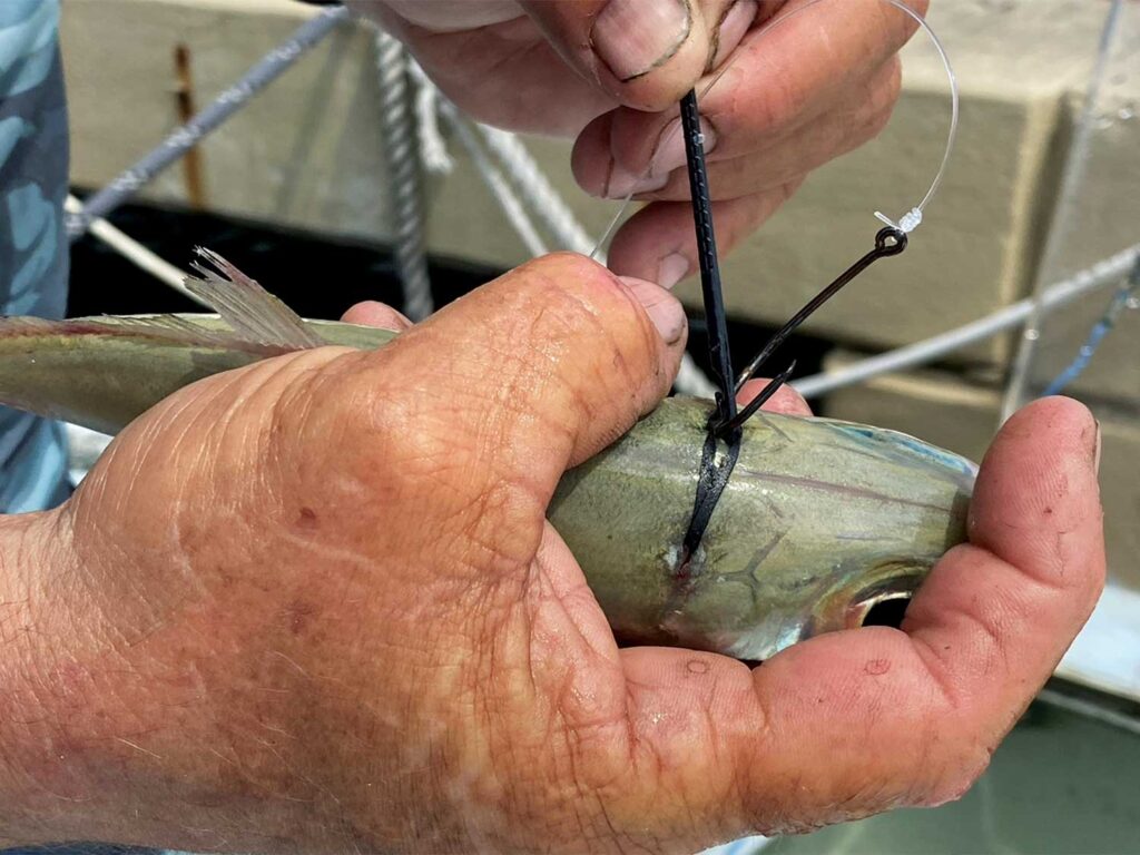 An angler rigs up a live bait with a hook and bridle.