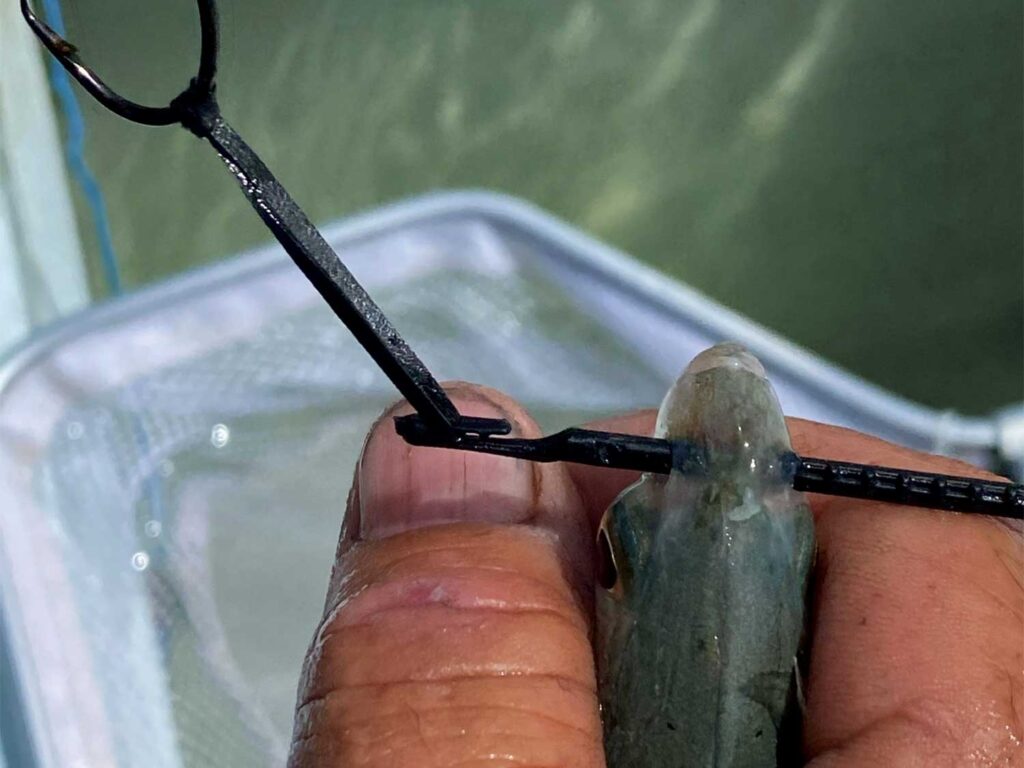 An angler threads a black band through a fish mouth.