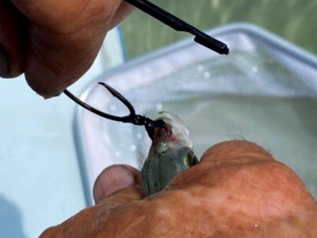 An angler attaches a hook to a bait bridle on a fishes mouth