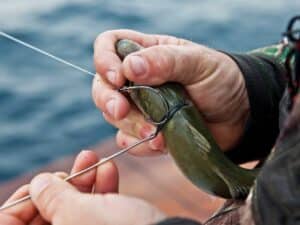 An angler bridling a live bait by threading a hook through the bridle.
