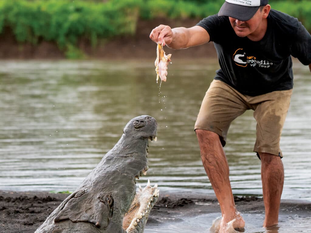 A man feeds a crocodile