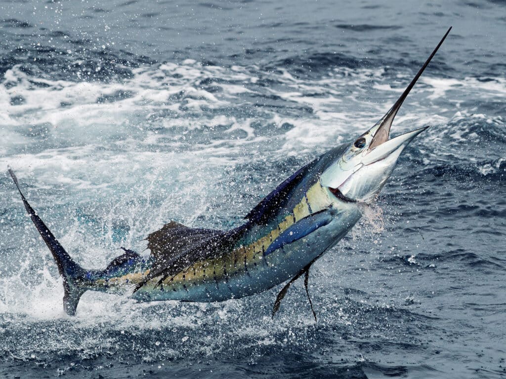 A sailfish caught during the Los Suenos Signature Triple Crown