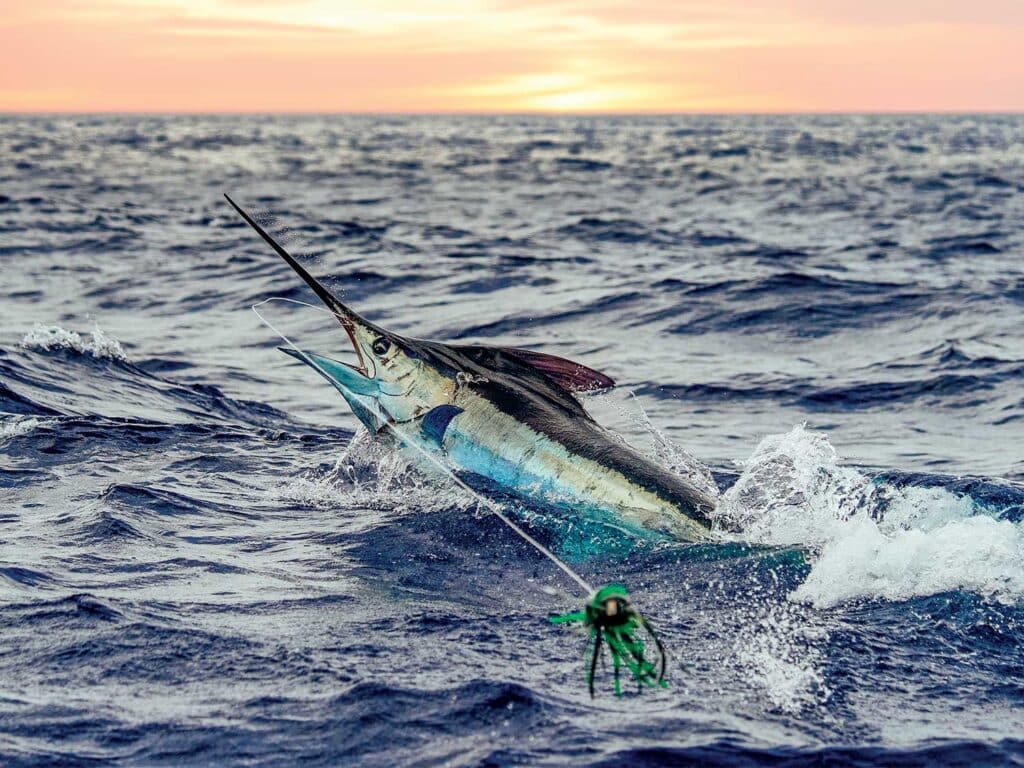 A marlin on the leader.