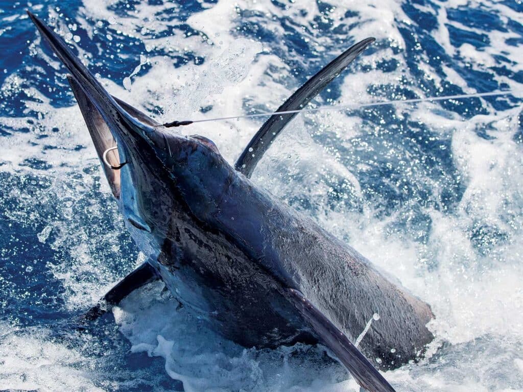 A marlin on the leader.