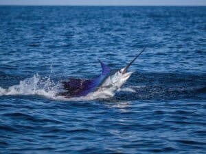 A sailfish midjump out of the ocean.