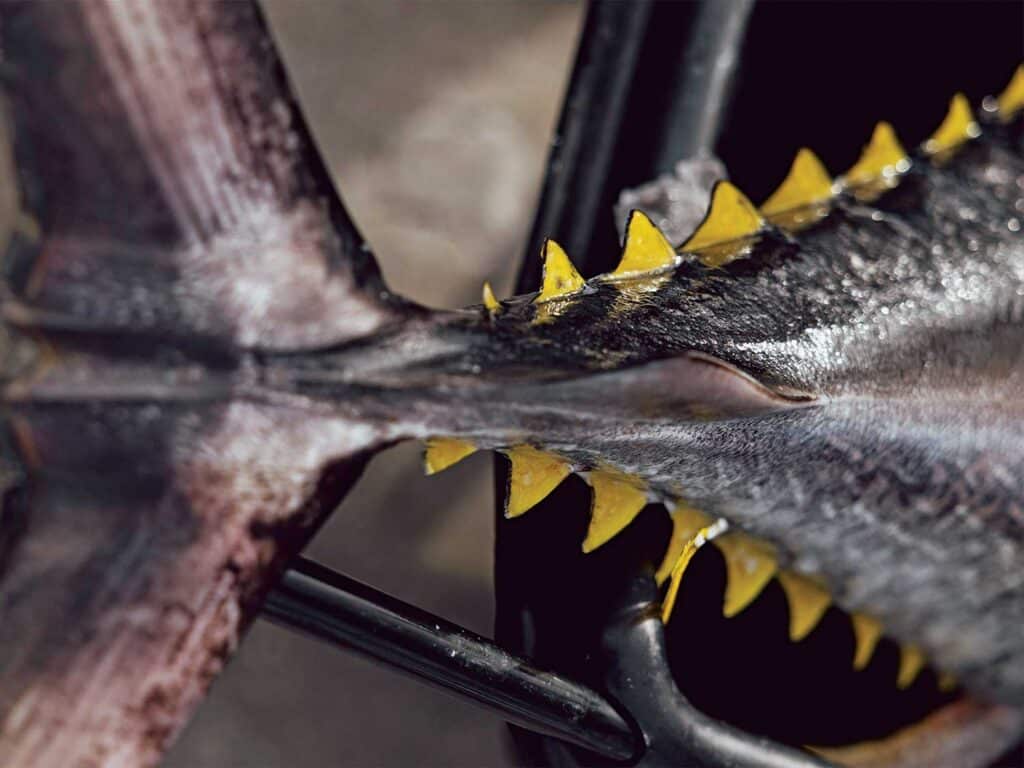 Closeup of a tuna tail.