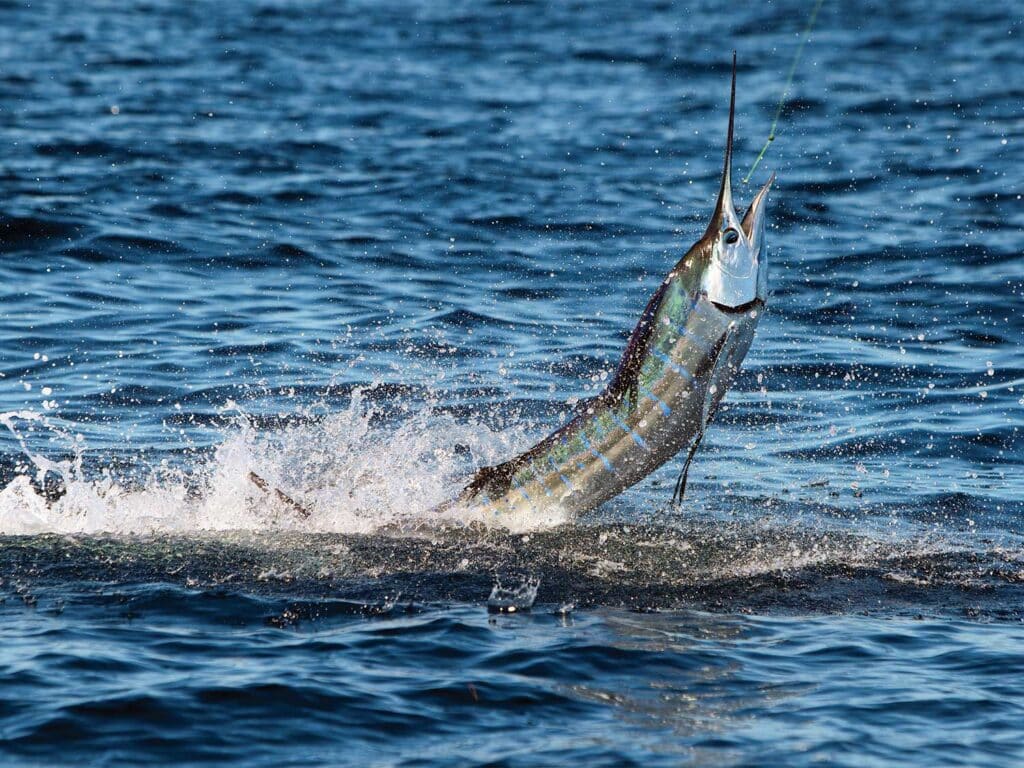 A sailfish mid-air after jumping out of the ocean.