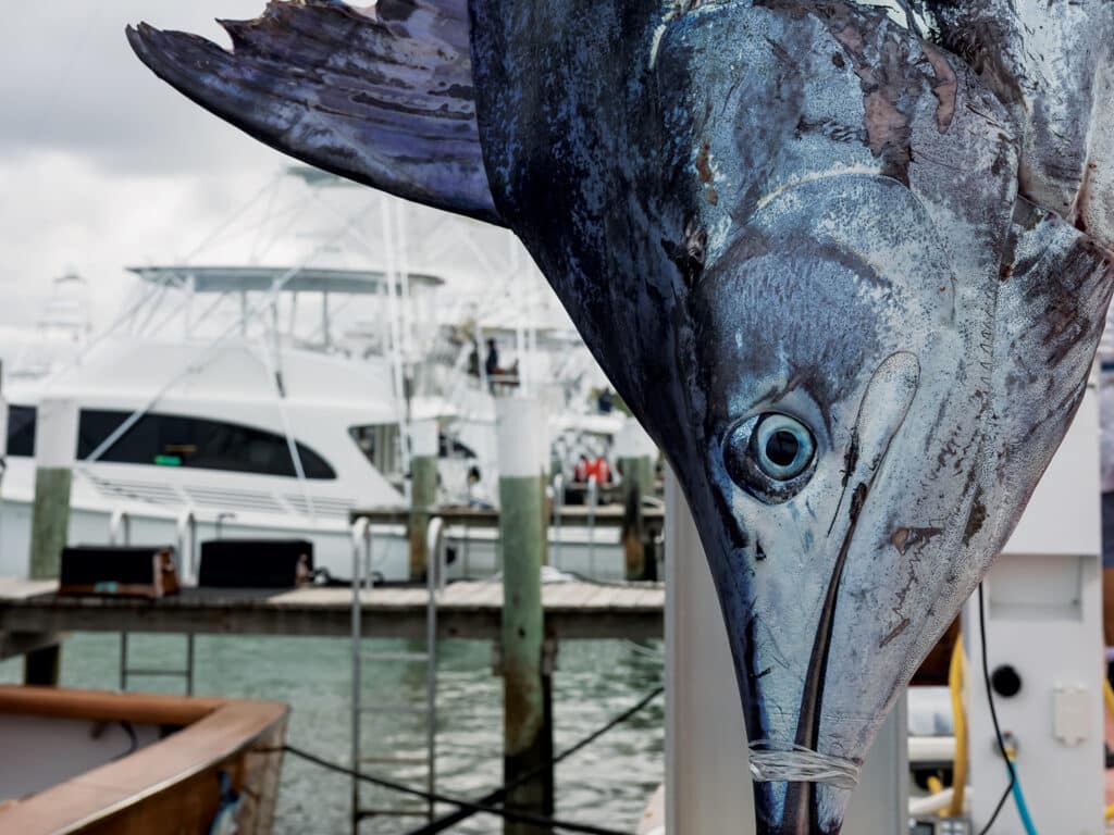 Close up detail of a marlin being weighed