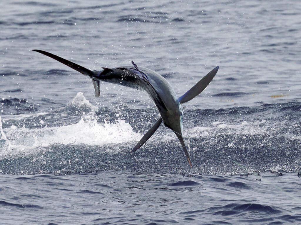 Virginia Beach Billfish Tournament