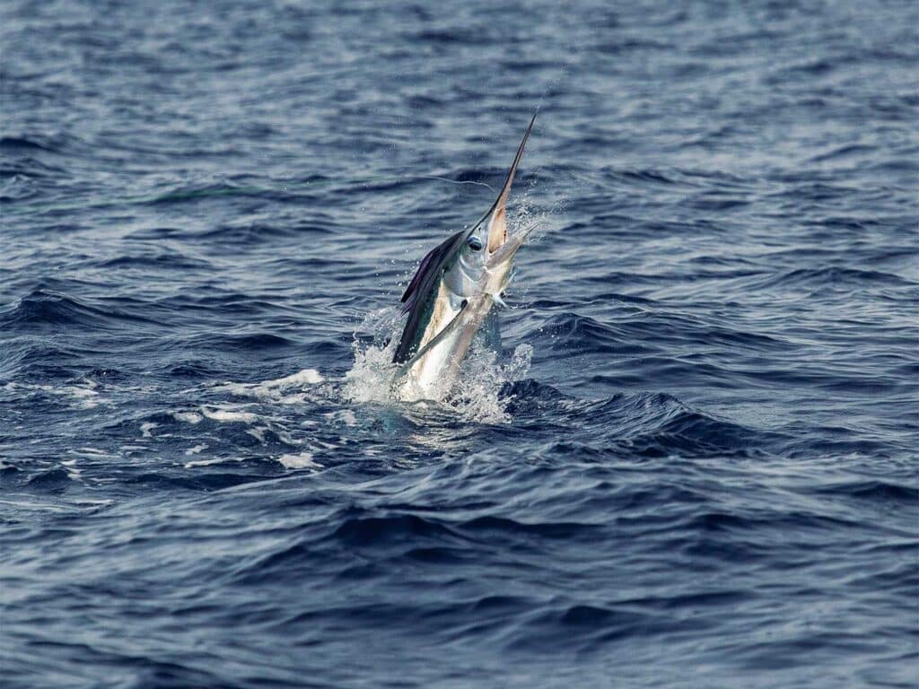 A white marlin mid-jump out of the water.