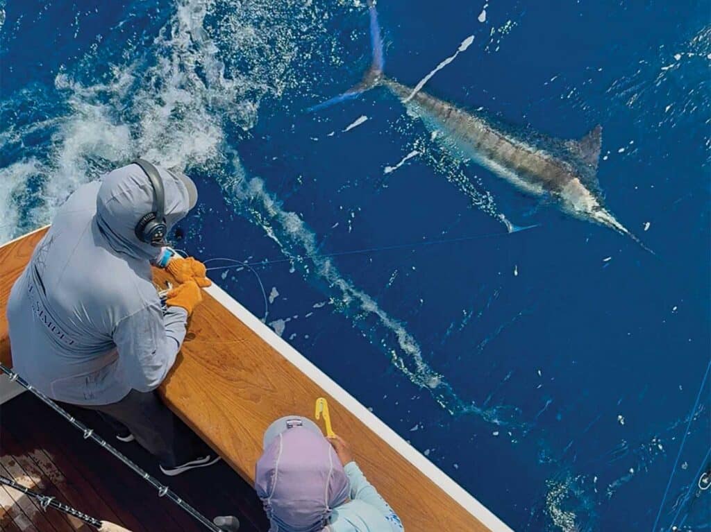 Anglers pull marlin boatside for release.