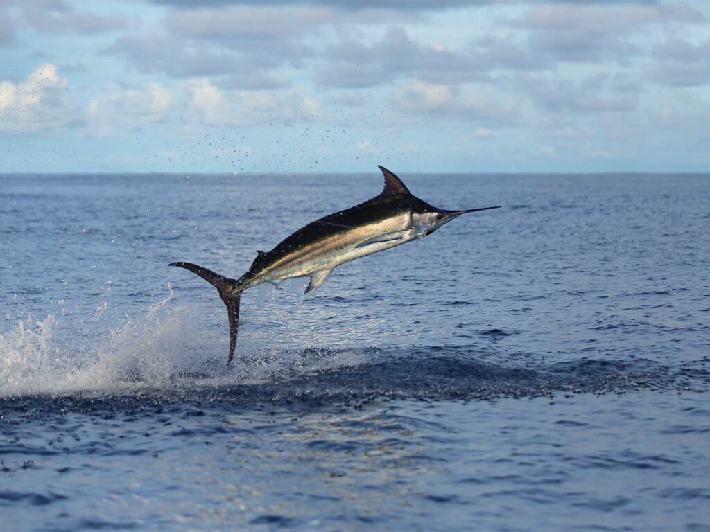 A blue marlin mid-air in a jump