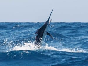 A marlin breaking out of the surface of the ocean midjump.