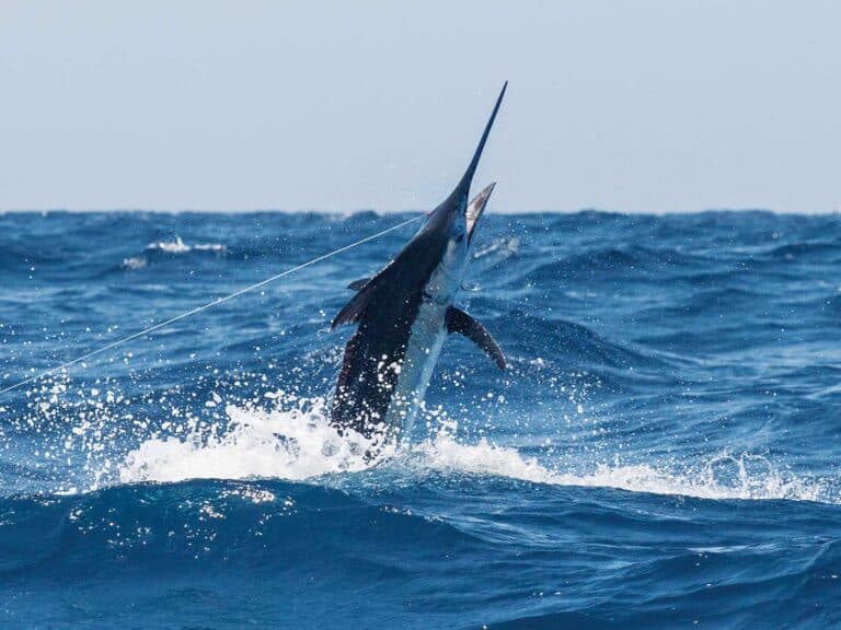 A marlin breaking out of the surface of the ocean midjump.