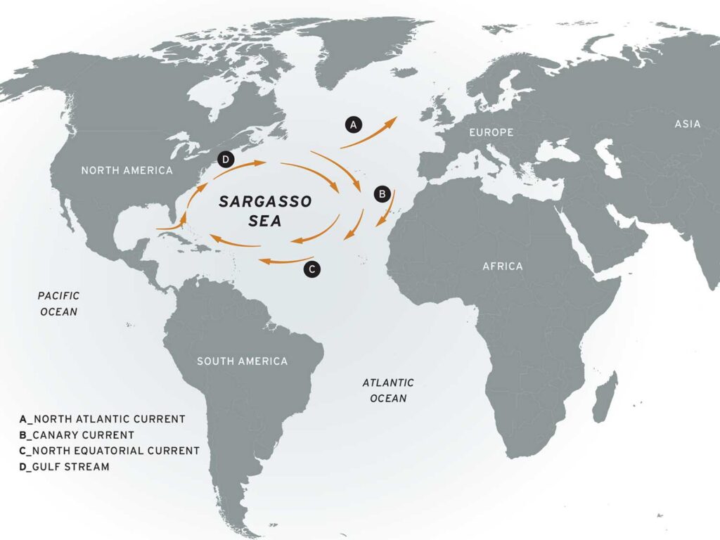 Map of Sargasso Sea digital rendering