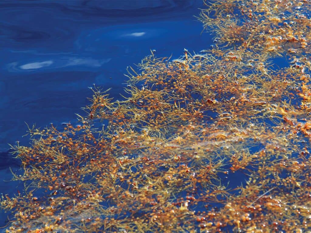 Sargassum floating in the water.