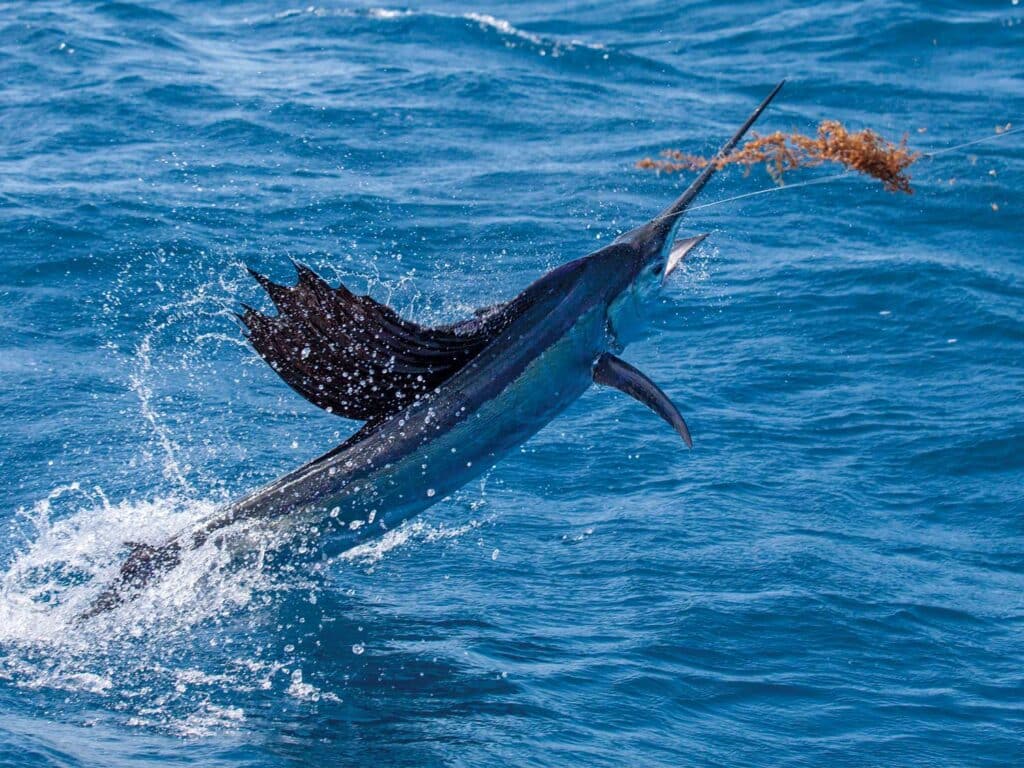 A sailfish out of the water.