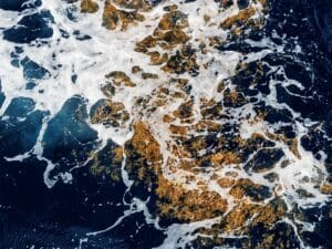 Sargassum floating in the water.