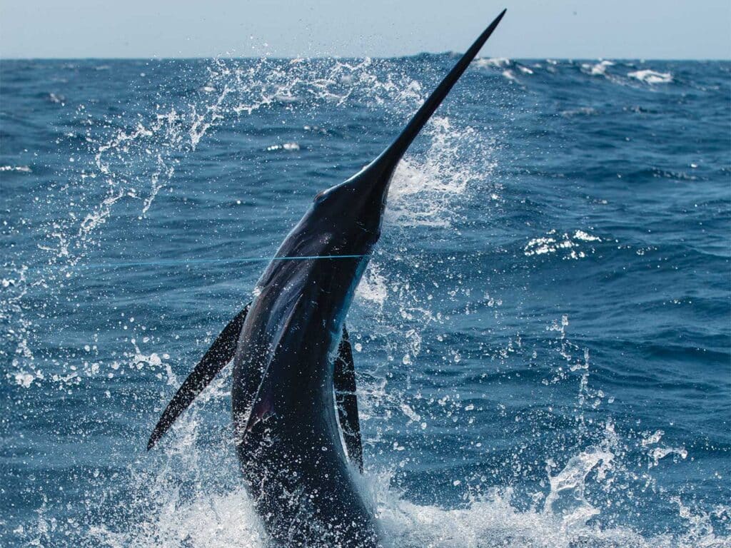 Marlin breaching ocean.