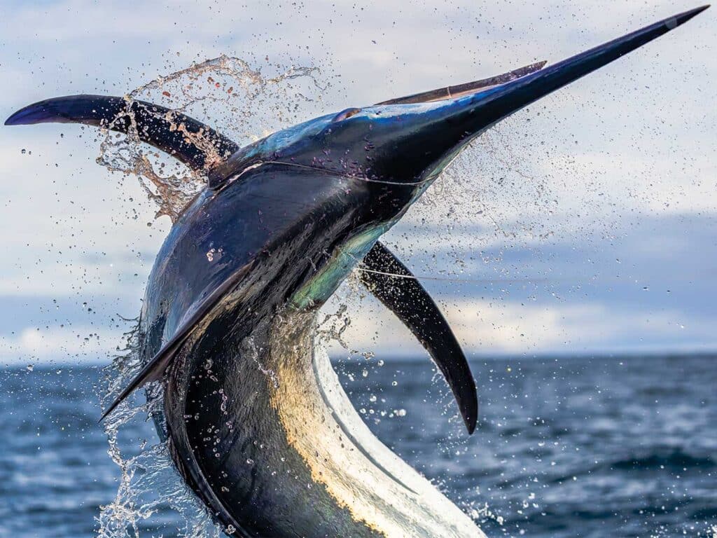 A marlin midfight on the leader.