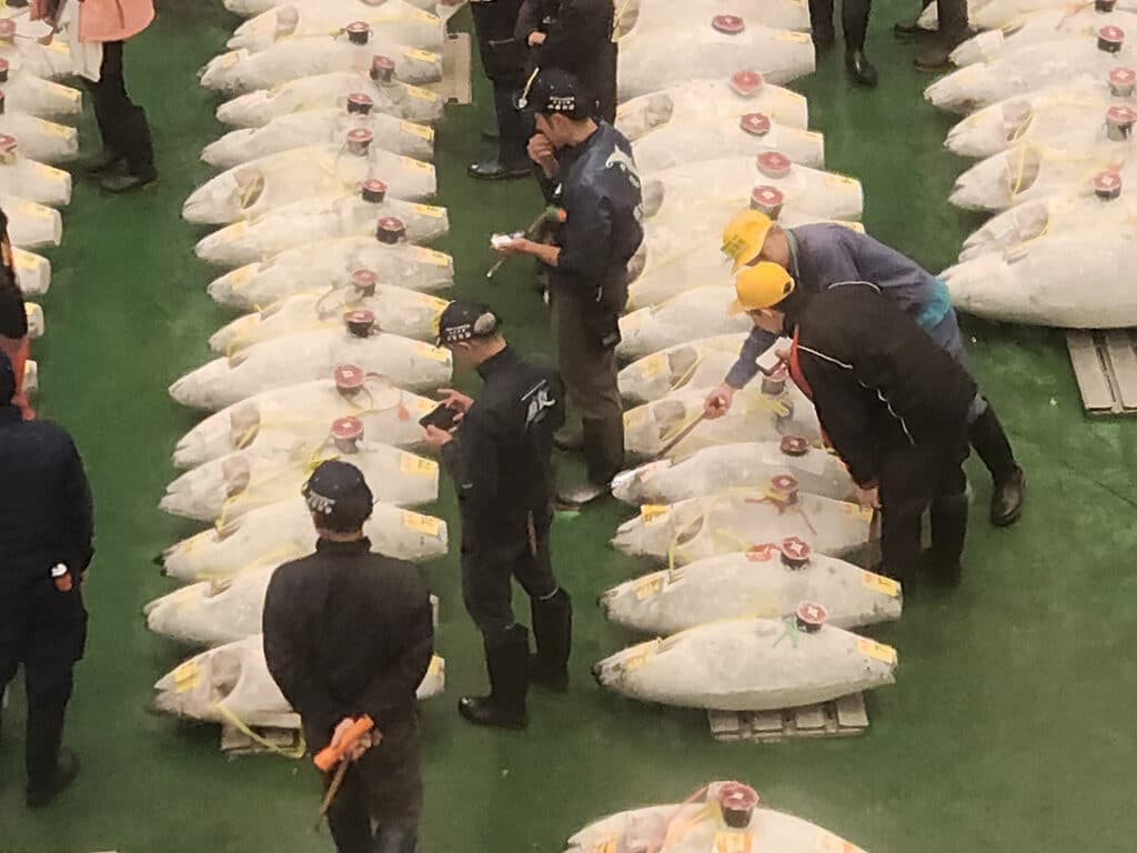 People shopping in tuna auction Toyosu Market