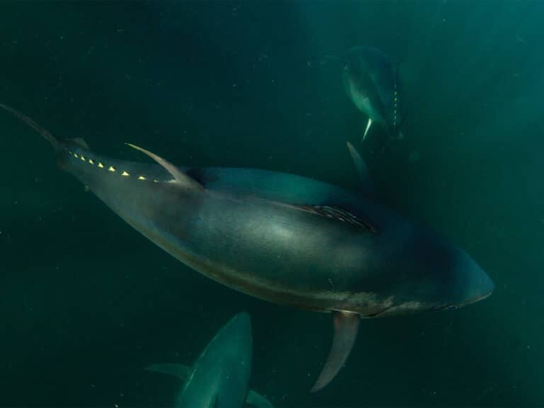 tuna swimming underwater.